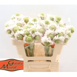 Scabiosa Tähtpea vanilla bon bon scoop 50-55cm