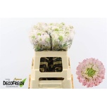 Scabiosa Tähtpea Vanilla BonBon Scoop 60cm