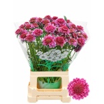 Scabiosa Tähtpea Scoop Marshmallow 65cm
