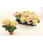 Hydrangea macrophylla Saxon Candy Heart 10cm