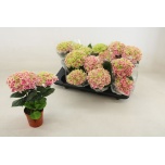Hydrangea macrophylla Saxon Candy Heart 10cm