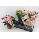 Hydrangea macrophylla Saxon Candy Heart 14cm