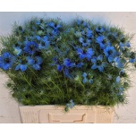Nigella Deep Sea Blue 60cm