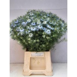 Nigella sky blue 50cm