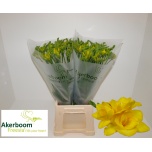 Freesia Ballade