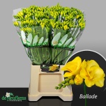 Freesia Ballade