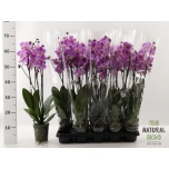 Phalaenopsis Kuuking Milwaukee 12cm