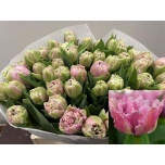 Tulp fr Cairns