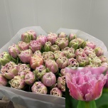 Tulp fr Cairns