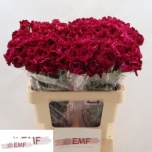 Dianthus Nelk ST Mirage*20