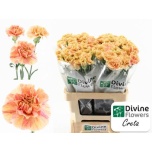 Dianthus Nelk ST Creta*20