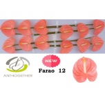 Anthurium Flamingolill Farao