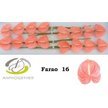 Anthurium Flamingolill Farao
