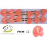 Anthurium Flamingolill Farao