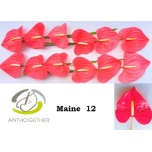 Anthurium Flamingolill Maine