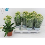 Kalanchoe double more flowers sunny pink 14cm