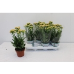 Kalanchoe double more flowers sunny pink 14cm