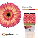 Gerbera Hippie Chic*15