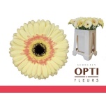 Gerbera GR Cartizze*10