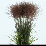 Miscanthus sinensis Siidpööris 145cm