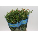 Ranunculus Tulikas Butterfly Eris 50cm