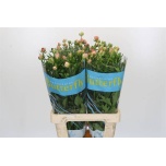 Ranunculus Tulikas Butterfly Eris 70cm
