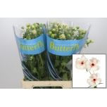 Ranunculus Tulikas Butterfly Melissa 70cm