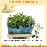 Ranunculus Tulikas Butterfly Graces 70cm