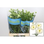 Ranunculus Tulikas Butterfly Graces 70cm