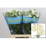 Ranunculus Tulikas Butterfly Graces 70cm