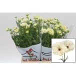 Ranunculus Tulikas Butterfly Keramos 40cm