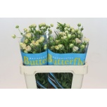 Ranunculus Tulikas Butterfly Keramos 50cm