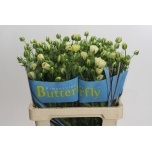Ranunculus Tulikas Butterfly Keramos 60cm