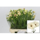 Ranunculus Tulikas Butterfly Keramos 60cm
