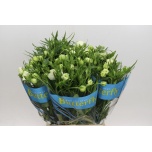 Ranunculus Tulikas Butterfly Ninos 50cm