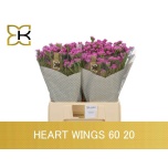 Limonium Parkjuur S Heart Wings 60cm