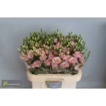 Eustoma Preeriakell Rosita Light Pink	