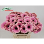 Gerbera MINI Esmee*20