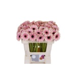Gerbera MINI Esmee*20