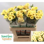Ranunculus Tulikas Mag Caramel 60cm