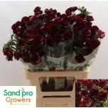 Ranunculus Tulikas Magical Chocolate