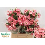 Ranunculus Tulikas Magical Strawberry 40cm