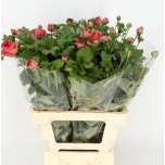 Ranunculus Tulikas Salmousse 60cm