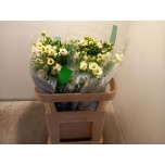 Ranunculus Tulikas Mascarpone 70cm