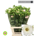 Ranunculus Tulikas Mascarpone 70cm
