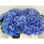 Hydrangea Hortensia My Beautyfull Delft Blue 50cm