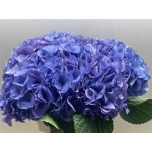 Hydrangea Hortensia My Beautyful Delft Blue 60cm*5