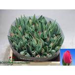Tulp si Tornado