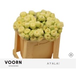 Kobarroos 40cm Ayala