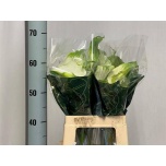 Zantedeschia Kalla Green Goddes 60cm